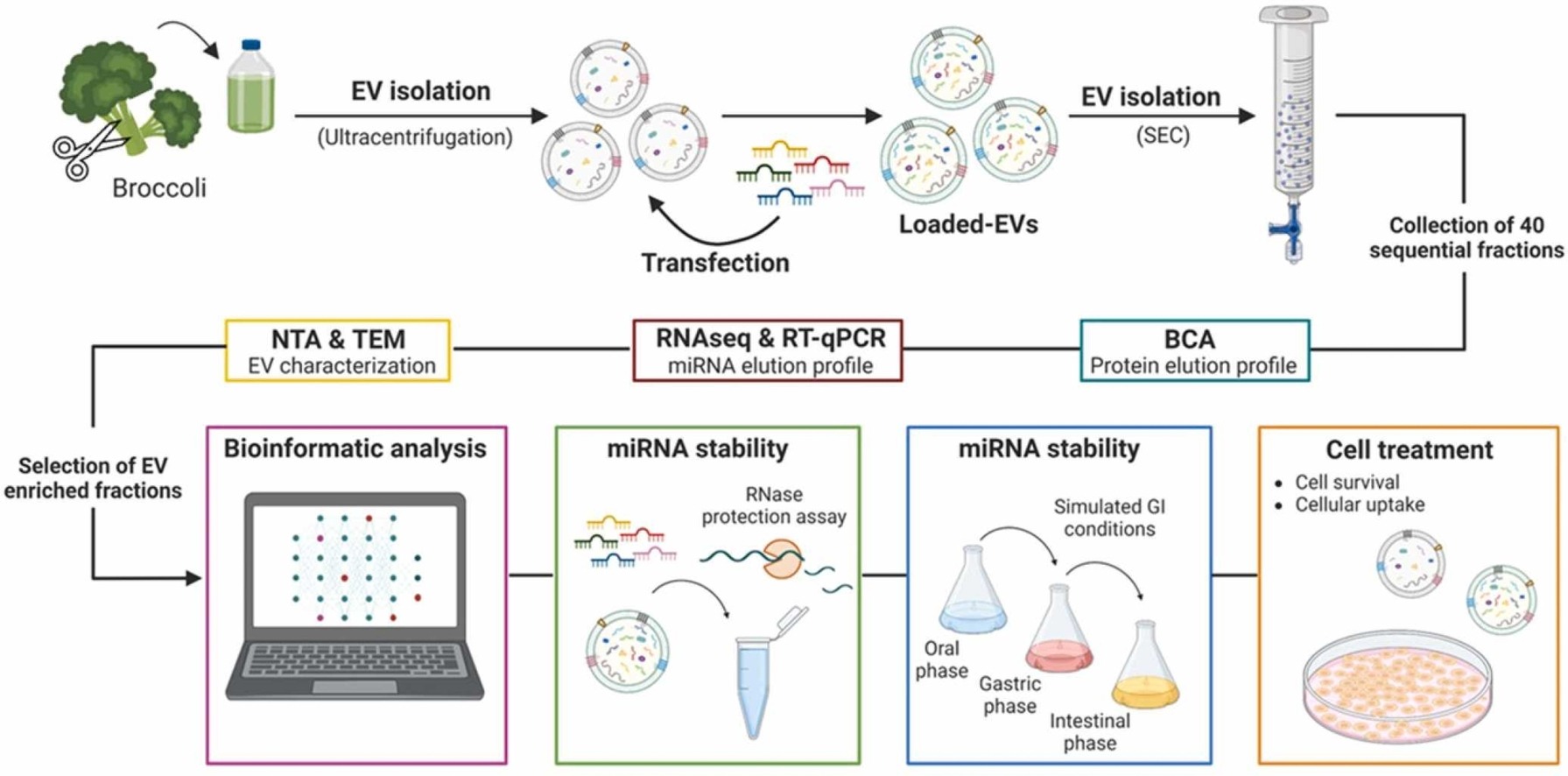 Broccoli-derived exosomes as nanocarriers.